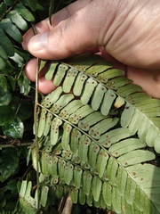 Dryopteris championii