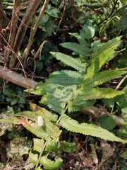 Dryopteris atrata