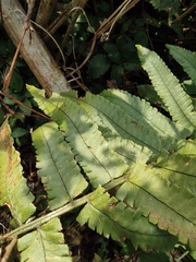 Dryopteris atrata