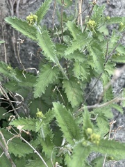 Tragia dioica