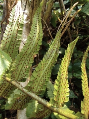 Dryopteris atrata