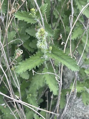 Tragia dioica