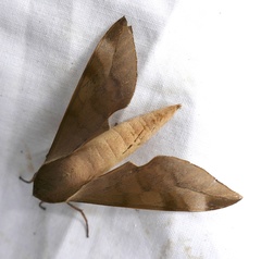 Phylloxiphia bicolor