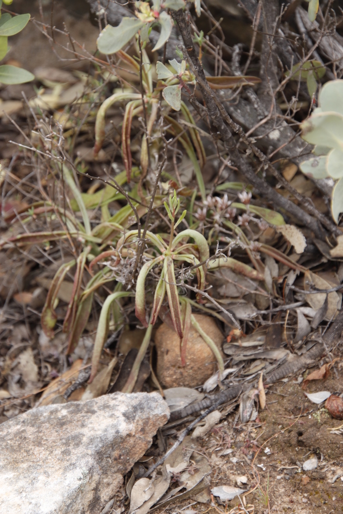 Tylecodon striatus, Rock Pigeon Trail, day 4, Escarpment edge n Ariessepunt, Oorlogskloof Nature Reserve
