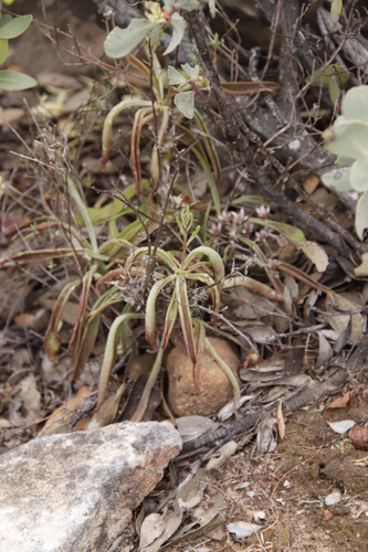 Tylecodon striatus