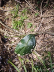 Derris fordii