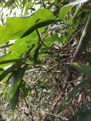 Derris fordii