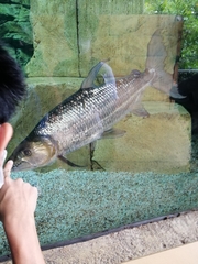 Hydrocynus goliath