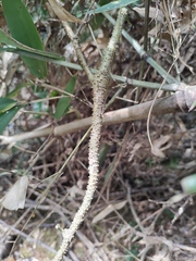 Derris fordii