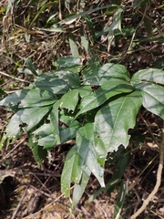 Derris fordii
