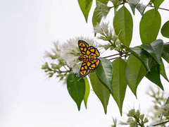Odina hieroglyphica