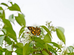 Odina hieroglyphica