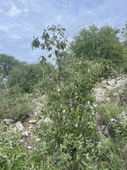 Croton gratissimus gratissimus