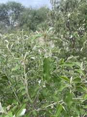 Croton gratissimus gratissimus