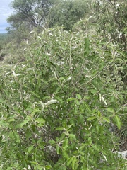 Croton gratissimus gratissimus