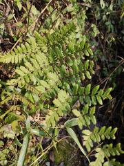 Dryopteris sparsa