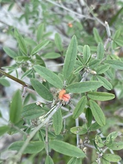 Indigofera subulata subulata