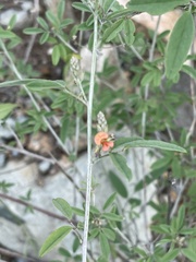 Indigofera subulata subulata