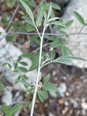 Indigofera subulata subulata