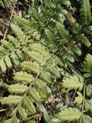 Dryopteris sparsa