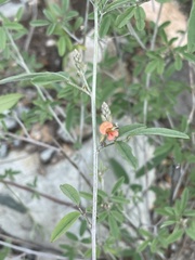 Indigofera subulata subulata