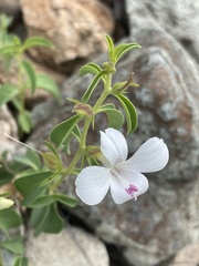 Barleria quadriloba