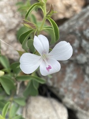 Barleria quadriloba