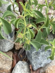 Barleria quadriloba