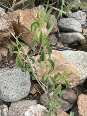Barleria quadriloba