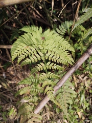 Dryopteris sparsa