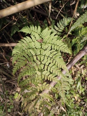 Dryopteris sparsa