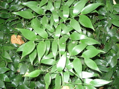Danae racemosa