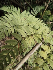 Dryopteris sparsa