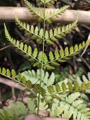 Dryopteris sparsa