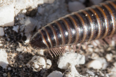 Acanthoiulus cassinensis