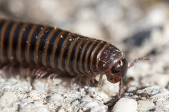 Acanthoiulus cassinensis