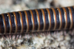 Acanthoiulus cassinensis