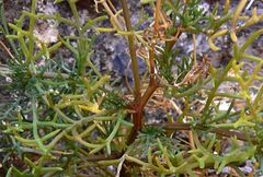 Argyranthemum frutescens image