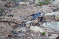 Junco hyemalis caniceps