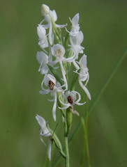 Habenaria propinquior