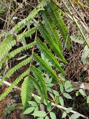 Pteris oshimensis