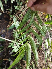 Pteris oshimensis