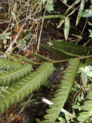 Pteris oshimensis