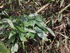 Derris fordii