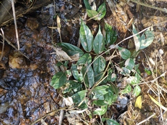 Derris fordii