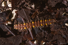 Polydesmus collaris