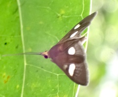 Ulopeza flavicepsalis