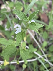 Leucas glabrata