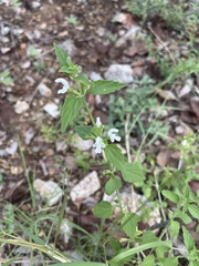 Leucas glabrata
