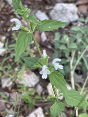 Leucas glabrata
